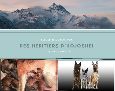 Des Héritiers D'hojoshei - Berger Belge - Portée née le 22/10/2023