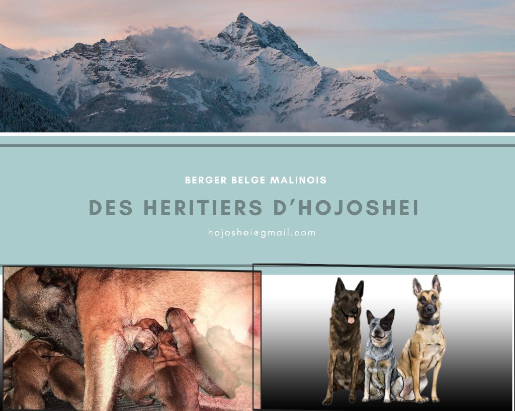 chiot Berger Belge Des Héritiers D'hojoshei